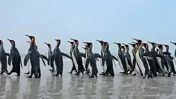 Geórgia do Sul e Sandwich do Sul (ilhas)