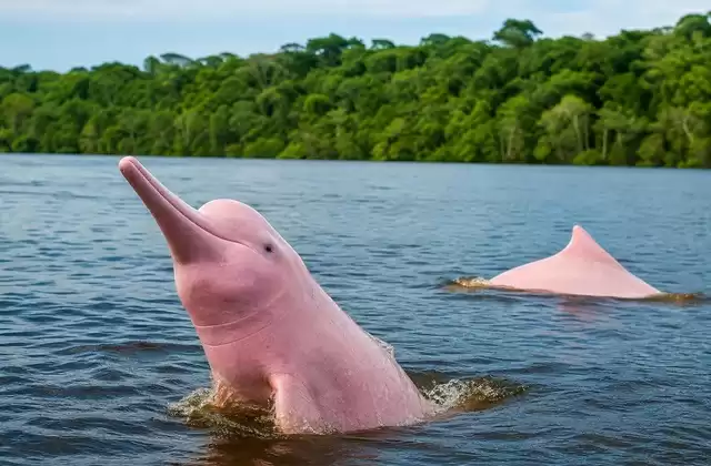 Golfinhos-cor-de-rosa