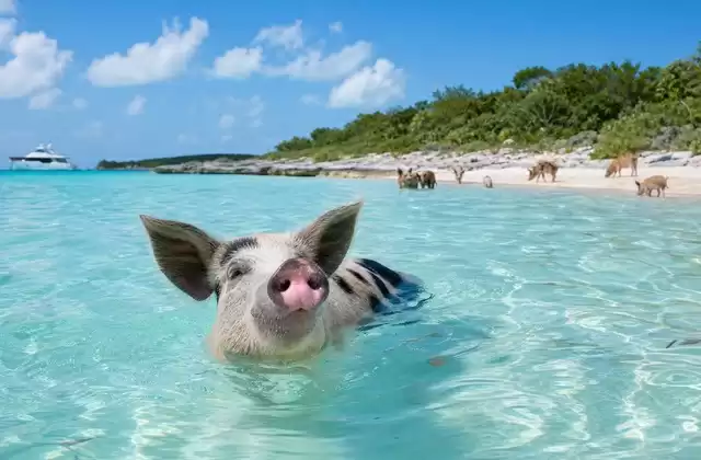 Nas Bahamas