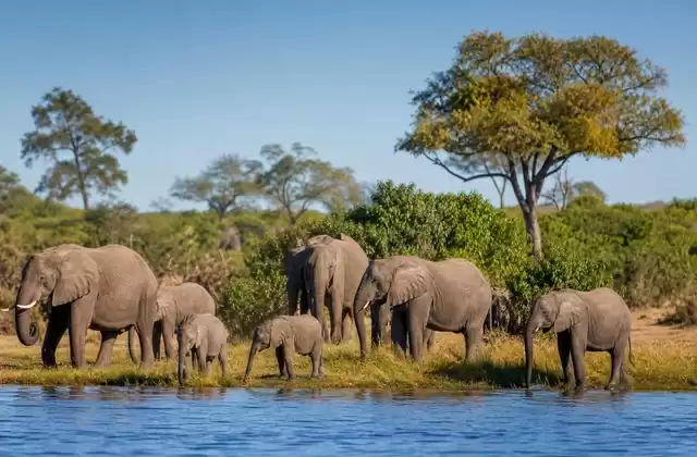 Parque Nacional de Chobe