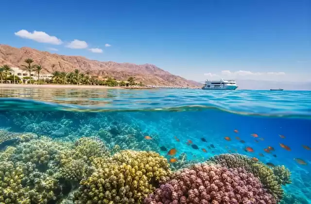 Nos recifes de Aqaba