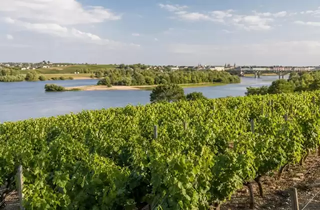 Região vinícola de Nantes