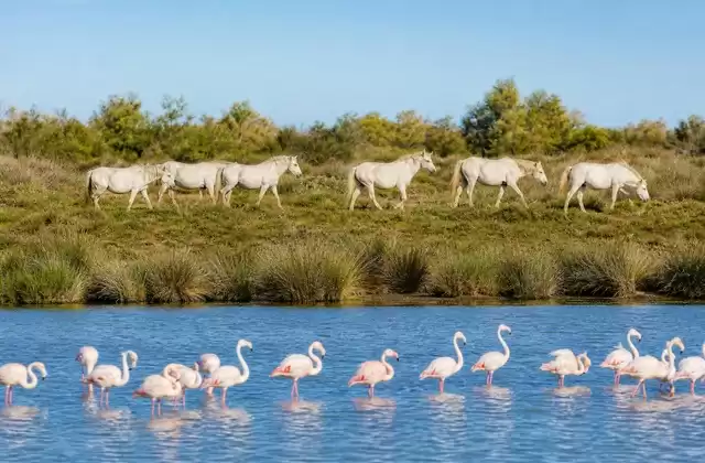 Em Camargue