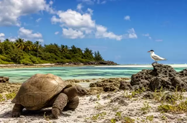 Em Aldabra