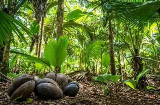 Na Vallée de Mai