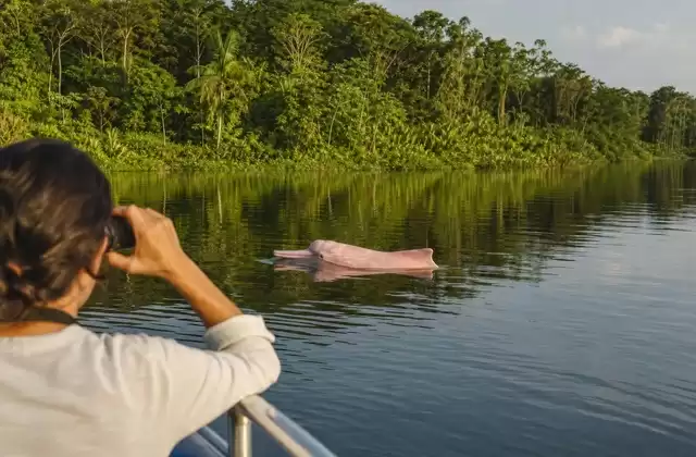 Observação de golfinhos-cor-de-rosa