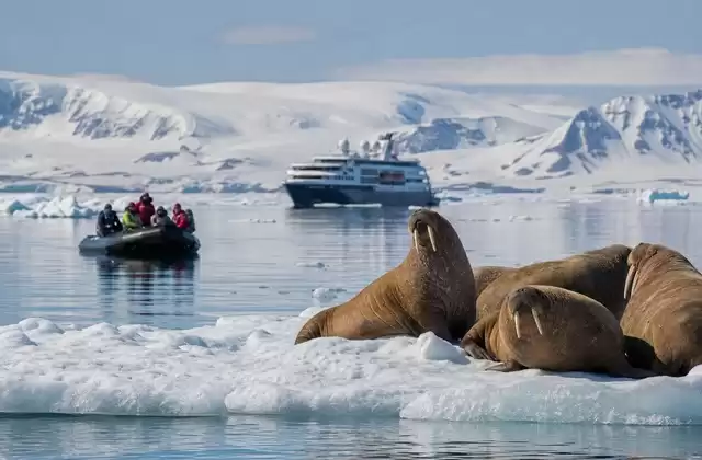 Observação de morsas e megafauna