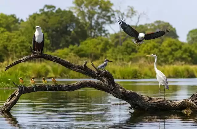 Observação de aves