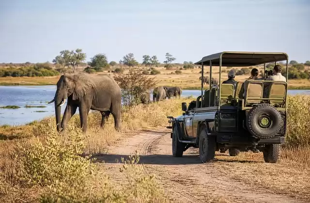 Safári terrestre em Chobe