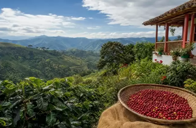 Região cafeeira