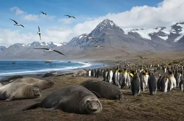 St Andrews Bay, fauna em grande escala