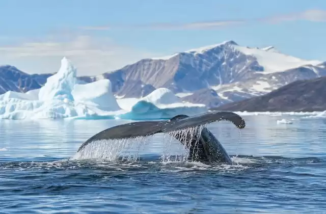 Observar baleias e fauna ártica