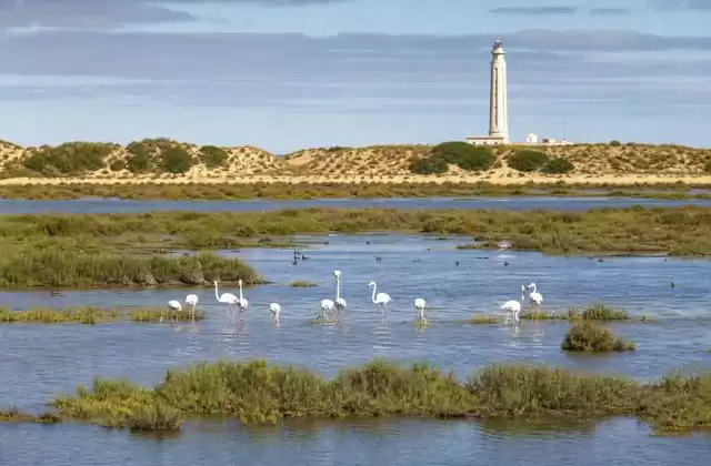 O Parque de Doñana e o estuário