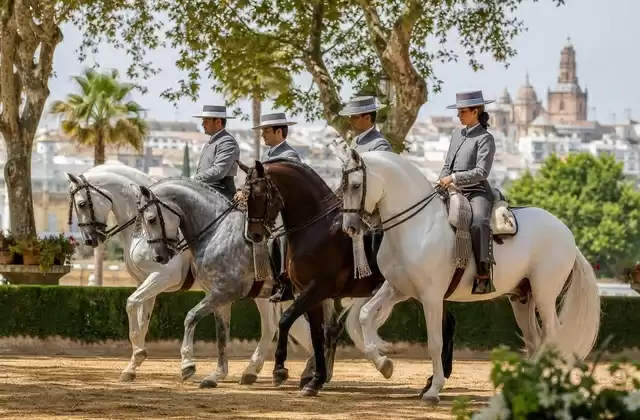 Espetáculo equestre andaluz