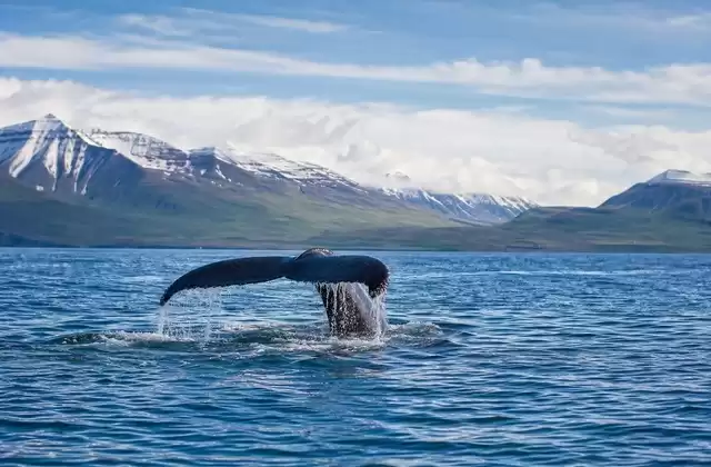 Safari de baleias no Eyjafjörður