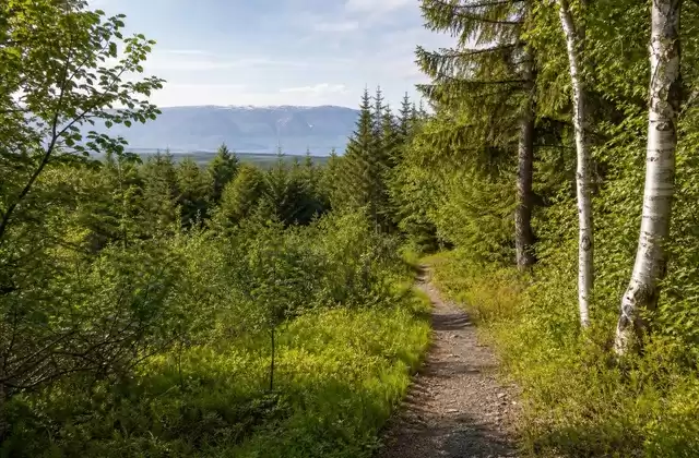 Caminhada pela floresta de Kjarnaskógur