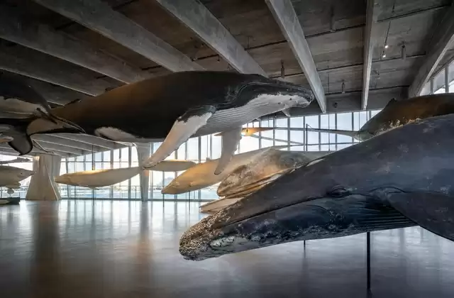 Whales of Iceland