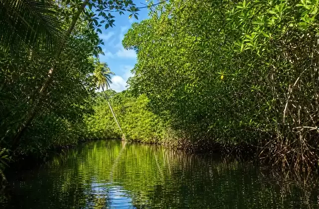Mangais de Kosrae