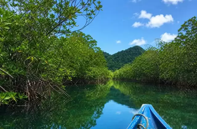 Mangais de Kosrae