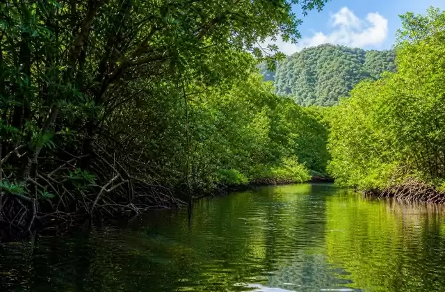 Mangais de Kosrae