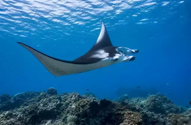 Canais de raias manta