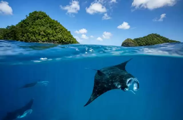 Canais de raias manta