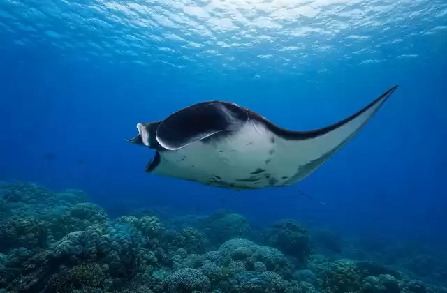 Canais de raias manta