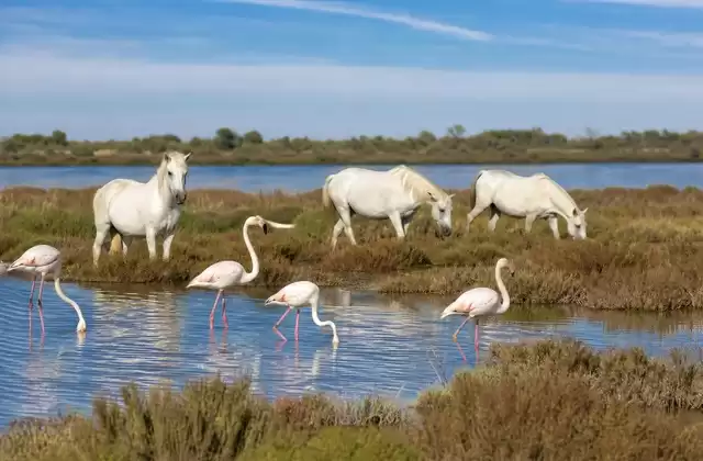 A Camargue numa excursão a partir de Arles