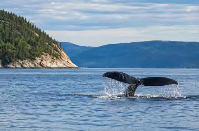 Osservare le balene