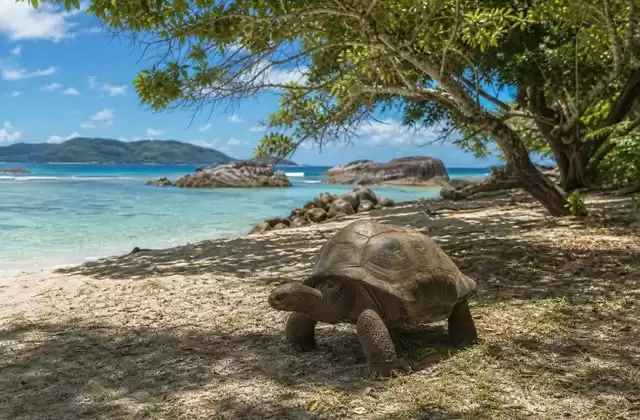 Ilha de Curieuse